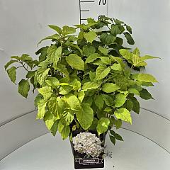 Hydrangea a. 'Annabelle'