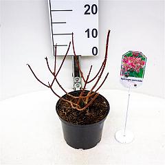 Hydrangea pan. 'Wim's Red'