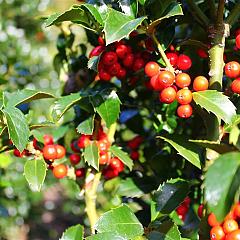Ilex meserv. 'Heckenfee'
