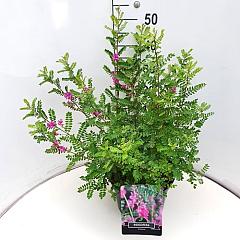 Indigofera heterantha