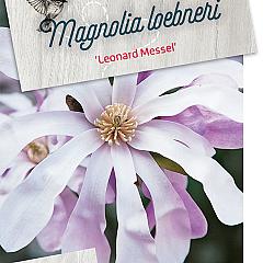 Magnolia loebneri 'Leonard Messel'