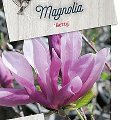 Magnolia 'Betty'