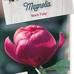 Magnolia Black Tulip