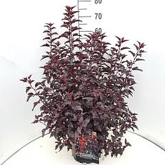 Physocarpus opulif. 'All Black' (R)