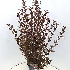 Physocarpus opulif. 'Red Baron'