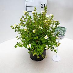 Potentilla f. 'Abbotswood'
