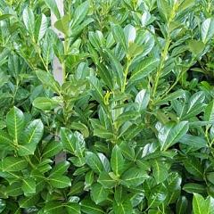 Prunus l. 'Rotundifolia'