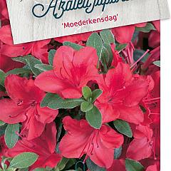 Rhododendron (AJ) 'Moederkensdag'