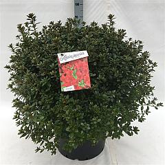 Rhododendron (AJ) 'Radja'