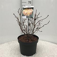 Rhododendron (AK) 'Anneke'