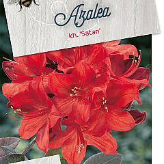 Rhododendron (AK) 'Satan'