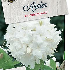 Rhododendron (AK) 'Whitethroat'