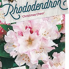 Rhododendron (C) 'Christmas Cheer'