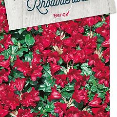 Rhododendron (F) 'Bengal'
