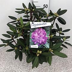 Rhododendron 'Alfred'