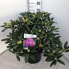Rhododendron 'Alfred'