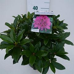 Rhododendron 'Anah Kruschke'