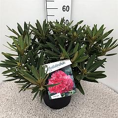 Rhododendron 'Ana'