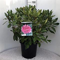 Rhododendron 'Anna Rose Whitney'