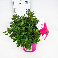 Azalea bloomchampion