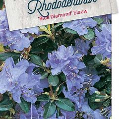 Rhododendron 'Blue Diamond'