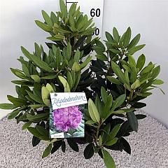 Rhododendron 'Catawb. Grandiflorum'