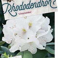 Rhododendron 'Chionoides'