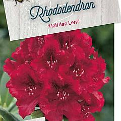 Rhododendron 'Halfdan Lem'