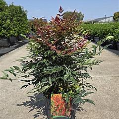 Nandina domestica Obsessed