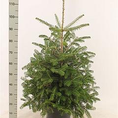Abies koreana