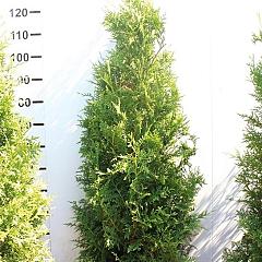 Thuja occ. 'Brabant'