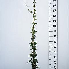 Trachelospermum jasminoides