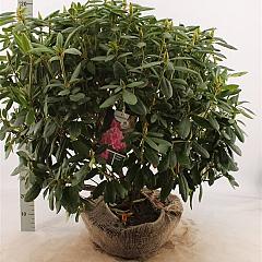 Rhododendron 'English Roseum'