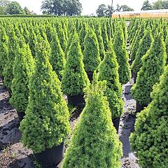 Picea glauca 'Perfecta'