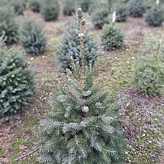 Picea omorika