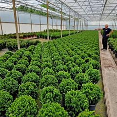 Taxus media 'Hillii'