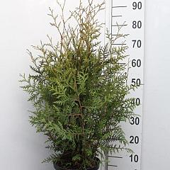 Thuja occ. 'Brabant'