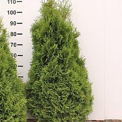 Thuja occ. 'Holmstrup'