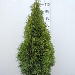 Thuja occ. 'Smaragd'