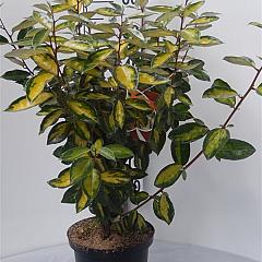 Elaeagnus ebb. 'Limelight'