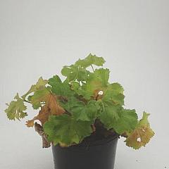 Alchemilla mollis