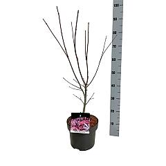 Acer pal. 'Atropurpureum'