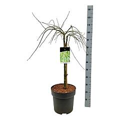 Acer pal. 'Dissectum'