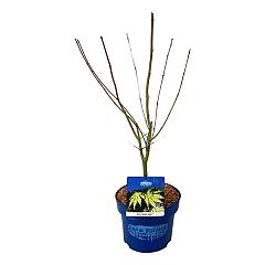 Acer pseudosieboldianum 'Arctic Jade'®