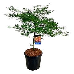 Acer pseudosieboldianum 'Ice Dragon'®