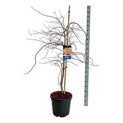 Acer pseudosieboldianum 'Ice Dragon'®