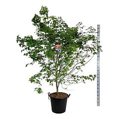 Acer pseudosieboldianum 'North Wind'®