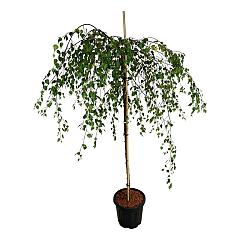 Betula utilis 'Youngii'