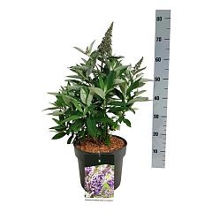 Buddleja d. 'Butterfly Candy Lila Sweatheart'