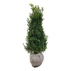 Buxus sempervirens